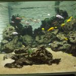 Aquarium mit Buntbarschen des Malawisees (Pflanzenschauhaus Luisenpark)