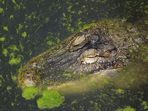 Mississippi-Alligator (Tierpark Berlin)