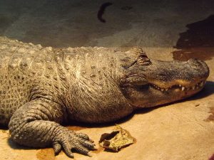 Mississippi-Alligator (Tierpark Ulm)