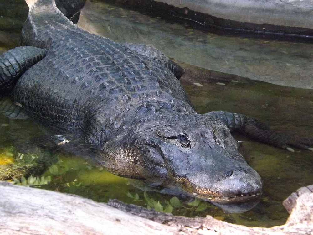 Mississippi-Alligator (Zoo Usti nad Labem)