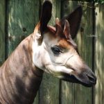 Okapi (Zoo Dvur Kralove)