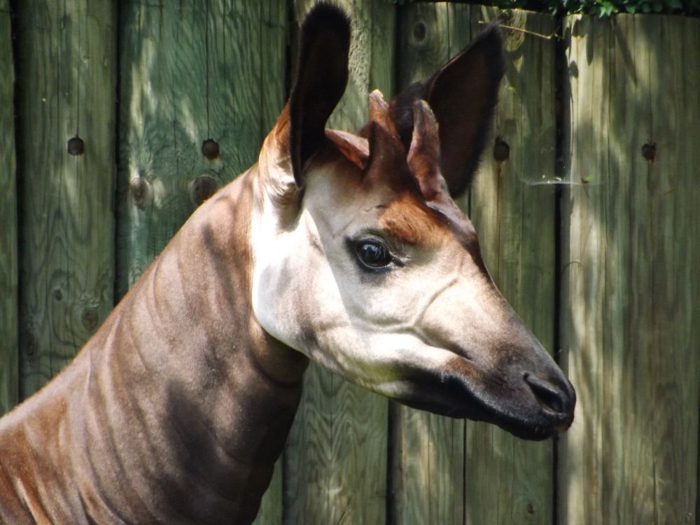 Okapi (Zoo Dvur Kralove)