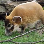 Pinselohrschwein (Zoo Salzburg)