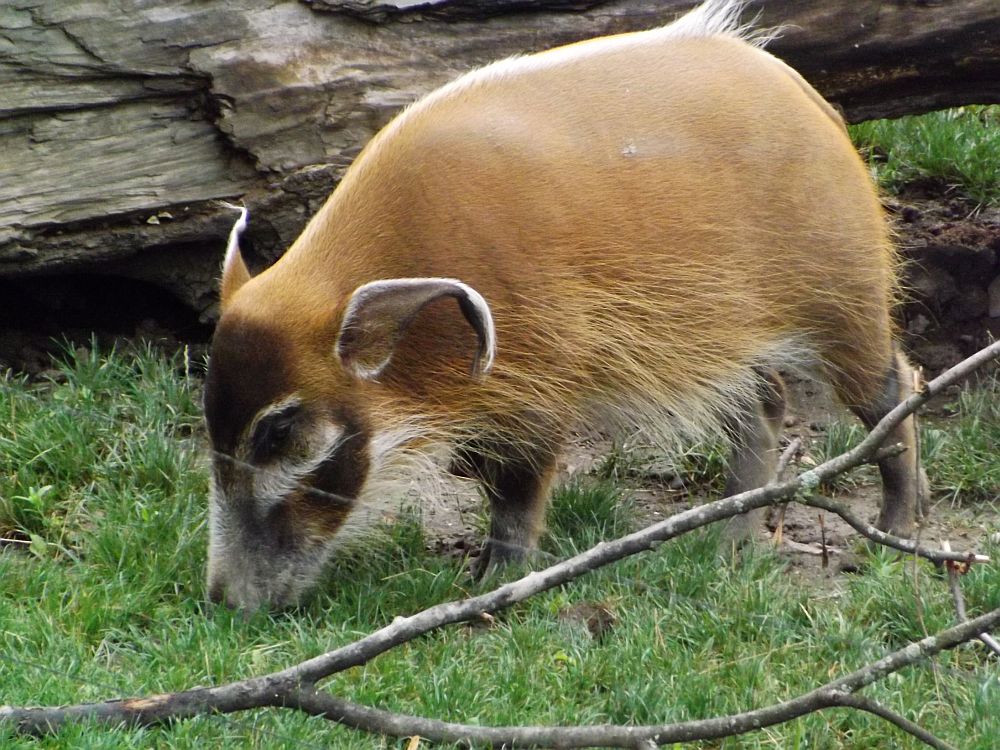 Pinselohrschwein (Zoo Salzburg)