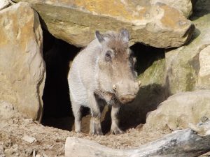 Warzenschwein (Zoo Osnabrück)