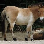 Przewalski-Pferd (Zoo Köln)