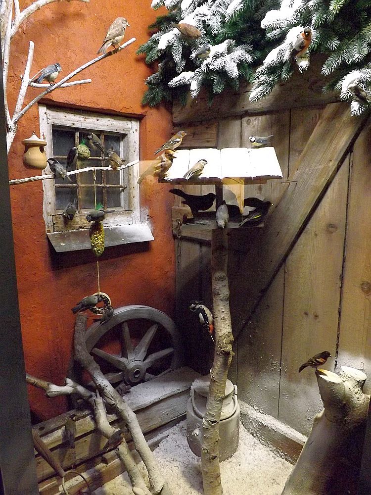 Wintervögeldiorama (Naturmuseum Augsburg)