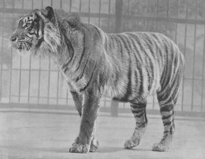 Java-Tiger (Zoo London)