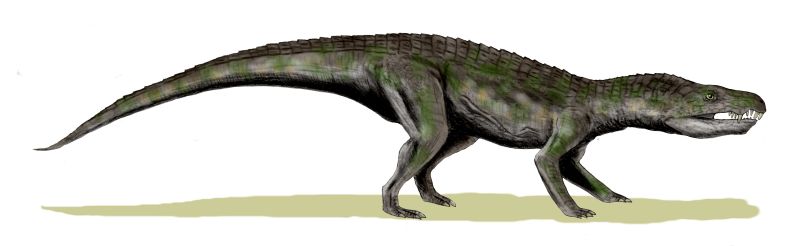Baurusuchus salgadoensis (© N. Tamura)