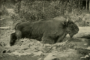 Bergwisent (E. Demidoff's book 'Hunting Trips in The Caucasus', 1889)