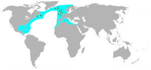 Das Verbreitungsgebiet der Basstölpel