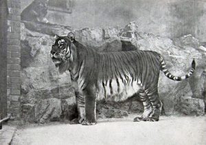 Kaspischer Tiger (Zoo Berlin, 1899)
