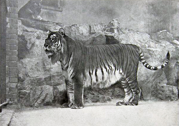Kaspischer Tiger (Zoo Berlin, 1899)