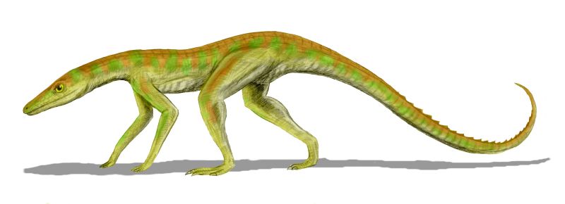 Terrestrisuchus gracilis (© N. Tamura)