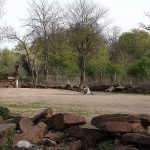 Africambo (Zoo Magdeburg)
