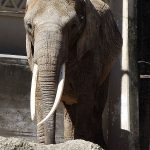 Afrikanischer Elefant (Zoo Basel)