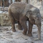 Asiatischer Elefant (Zoo Heidelberg)