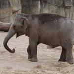 Asiatischer Elefant (Zoo Köln)