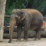 Asiatischer Elefant (Zoo LIberec)