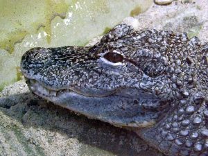 China-Alligator (Zoo Saarbrücken)