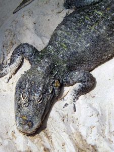 China-Alligator (Tierpark Berlin)