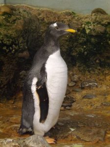 Eselspinguin (Zoo Basel)
