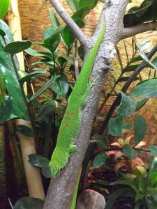 Großer Madagaskar-Taggecko (Biosphäre Potsdam)
