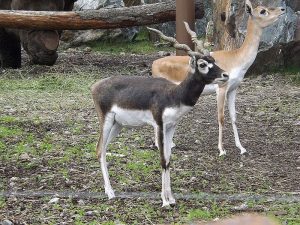 Hirschziegenantilope (Zoo Plzen)
