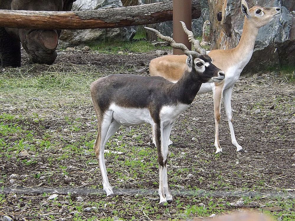 Hirschziegenantilope (Zoo Plzen)