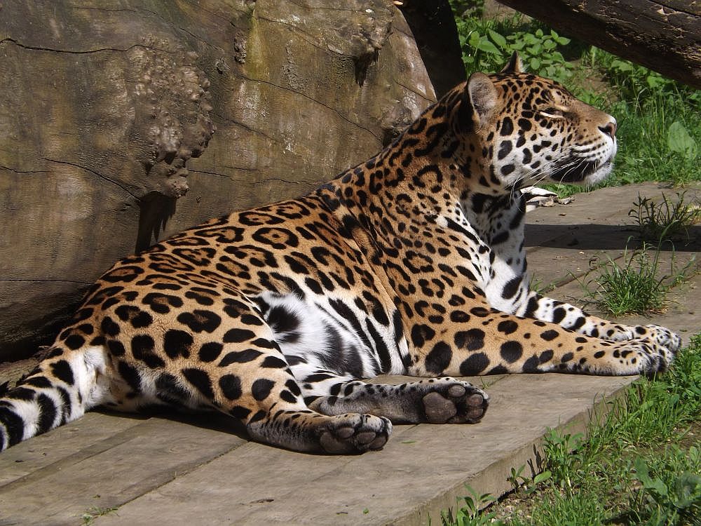 Jaguar (Zoo Olomouc)