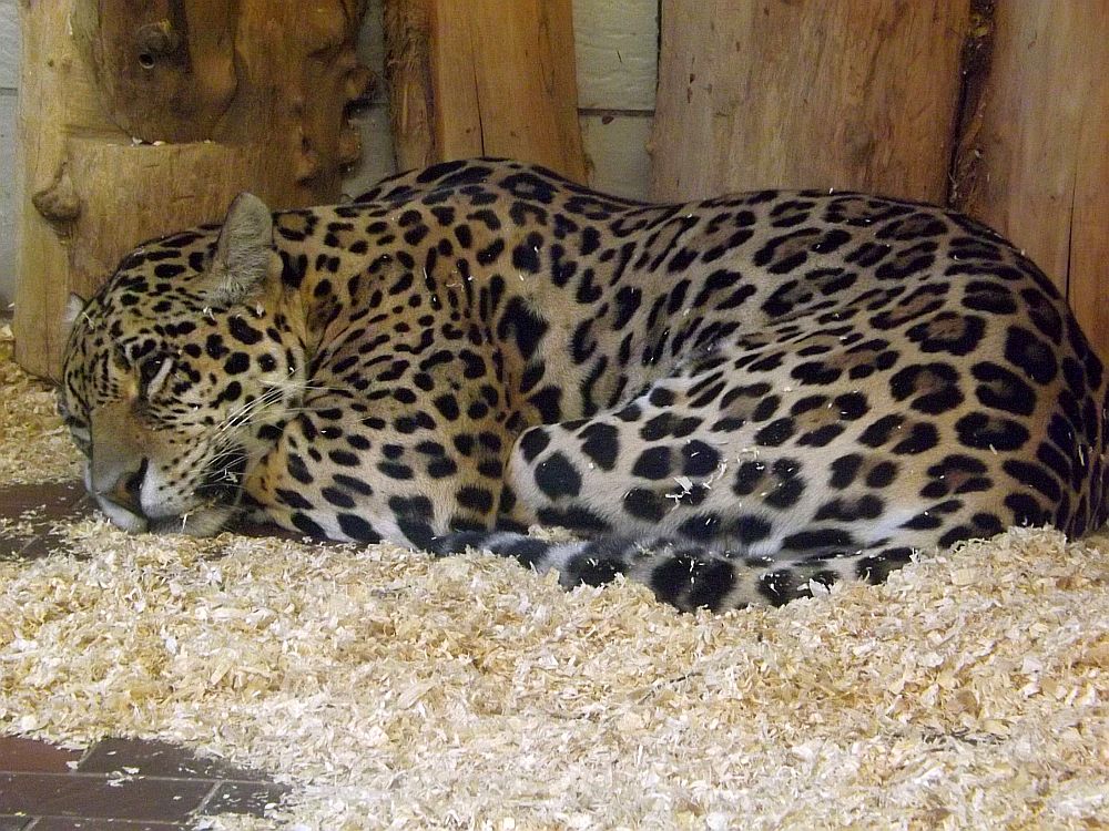 Jaguar (Zoo Saarbrücken)