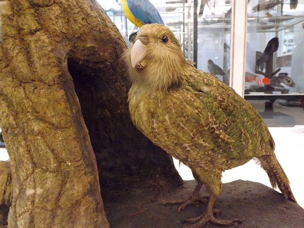 Kakapo (Senckenbergmuseum Frankfurt)