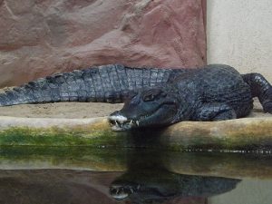 Krokodilkaiman (Zoo Neuwied)