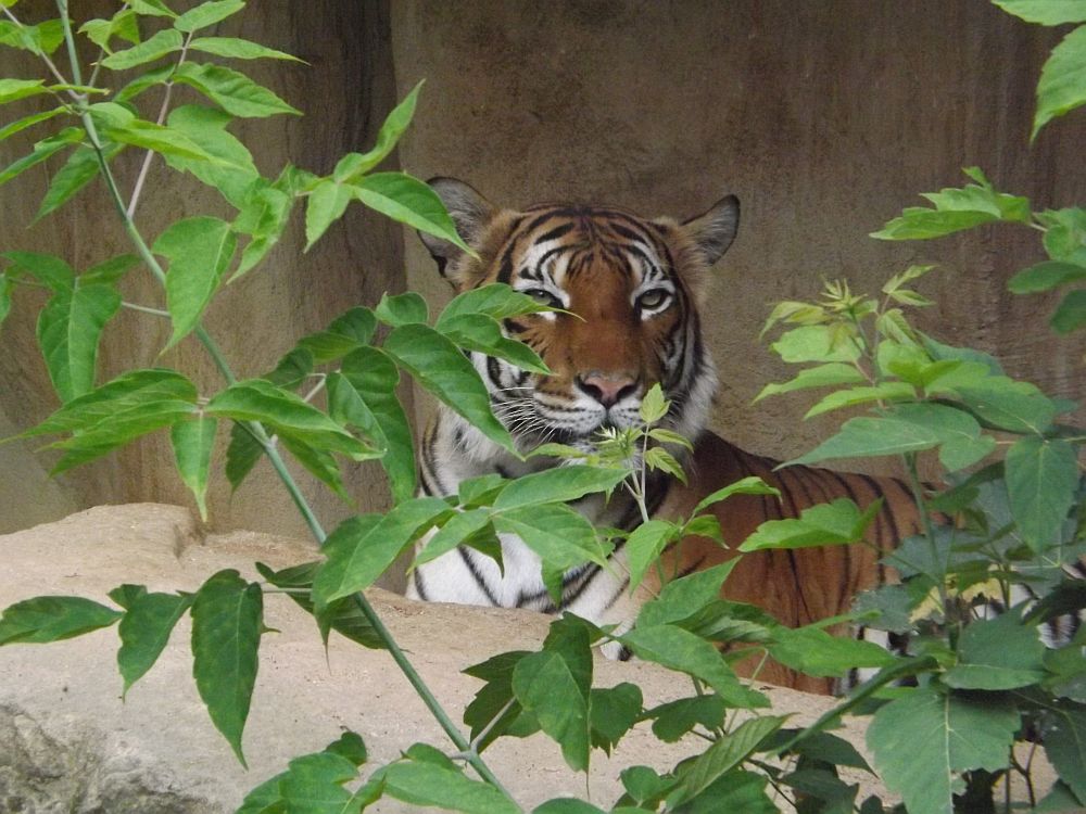 Malaiischer Tiger (Bergzoo Halle)