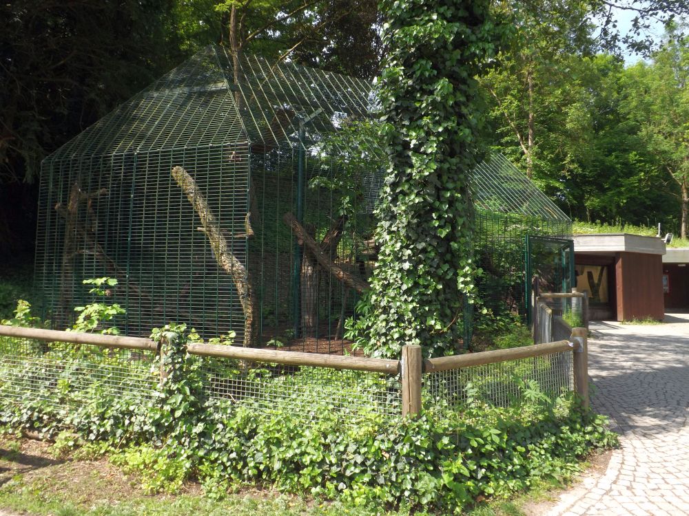Meerkatzenanlage (Tiergarten Straubing)