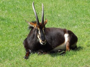 Rappenantilope (Zoo Hoyerswerda)
