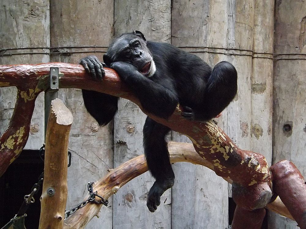 Schimpanse (Zoo Krefeld)