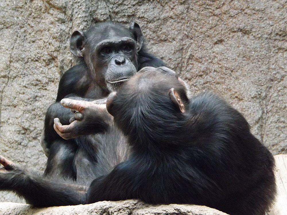 Schimpanse (Zoo Leipzig)