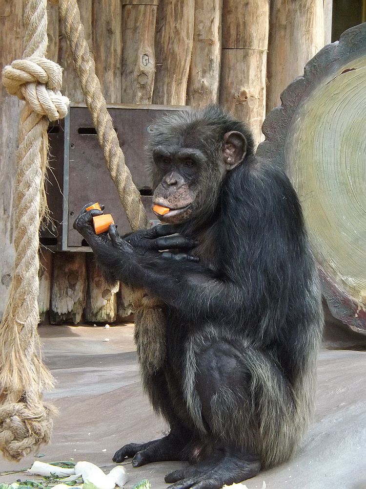 Schimpanse (Zoo Magdeburg)