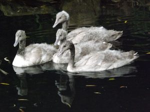 Schwarzhalsschwan, Jungtiere (Weltvogelpark Walsrode)
