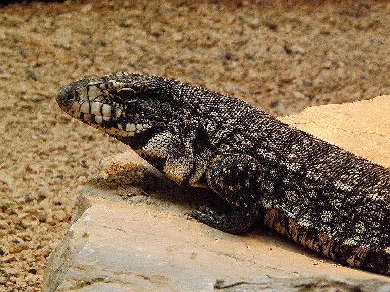 Portrait Schwarzweißer Teju Der BeutelwolfBlog