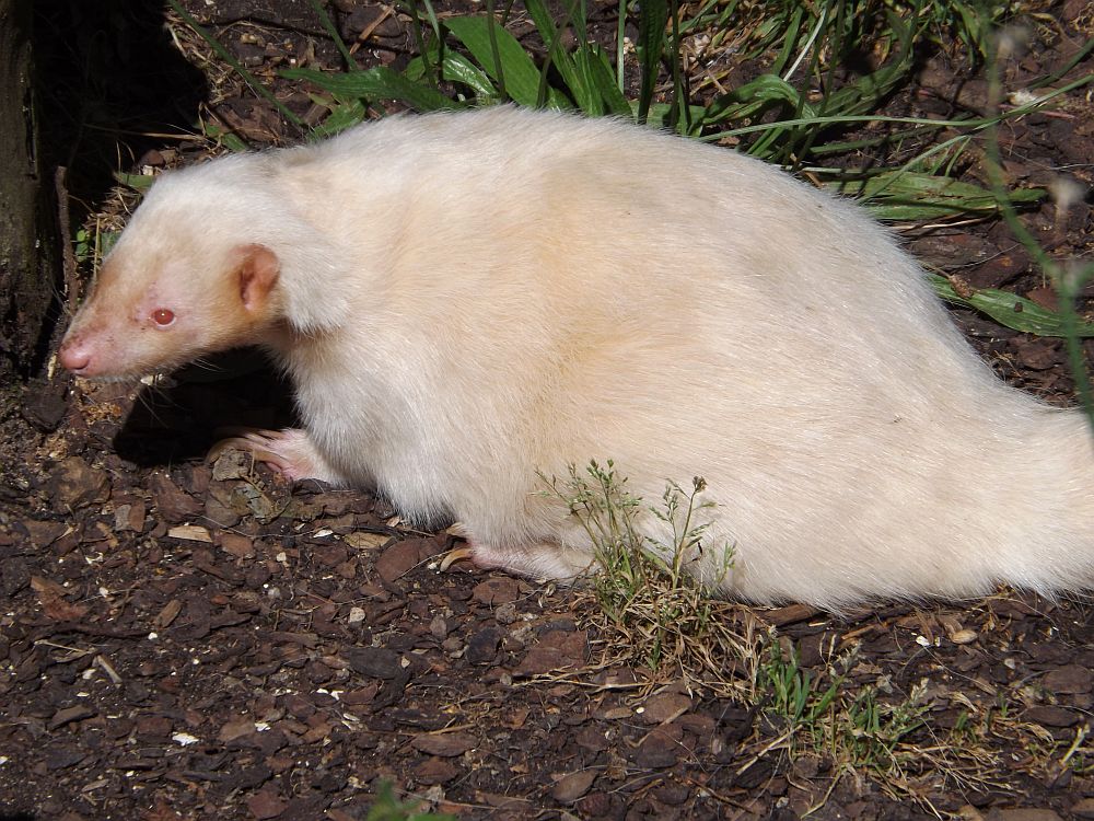 Streifenskunk, Albino (Tierpark Göppingen)