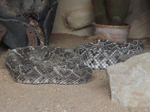 Texas-Klapperschlange (Schlangenfarm Schladen)