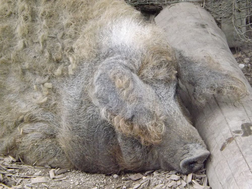 Wollschwein (Zoo Salzburg)