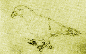 Zeichnung einer unbekannten Papageienart von Vavaʻu, die den Polynesischen Edelpapagei repräsentieren könnte