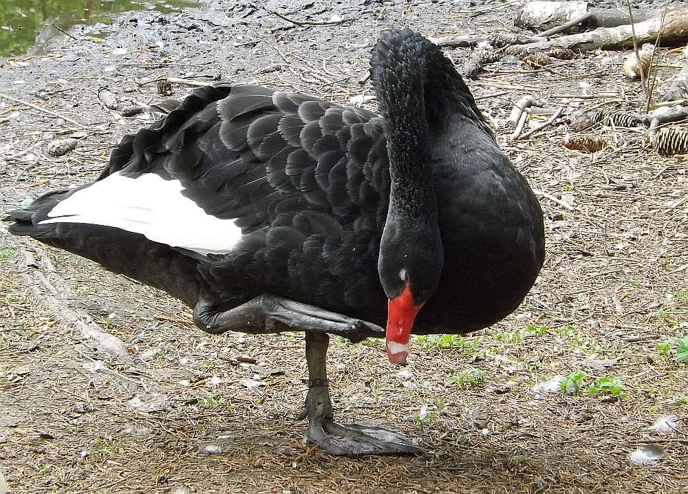 Trauerschwan (Vogelpark Abensberg)