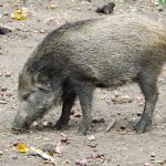 Wildschwein (Wildpark Connewitz)