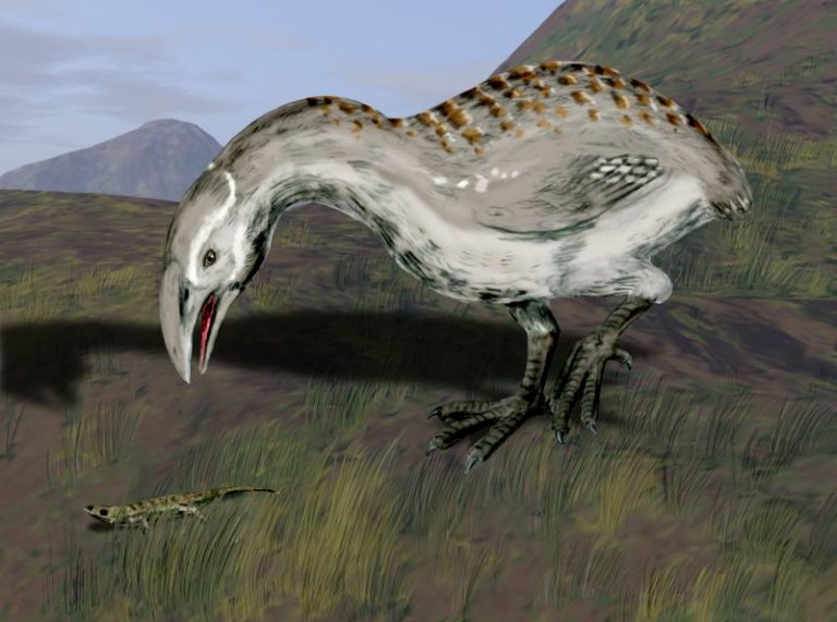 Ausgestorbene Vögel (Spätquartäre Avifauna) 6 Der BeutelwolfBlog Ausgestorbene Vögel (Spätquartäre Avifauna) 6 Der BeutelwolfBlog