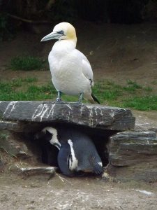 Basstölpel und Pinguin (TIerpark Friedrichsfelde)