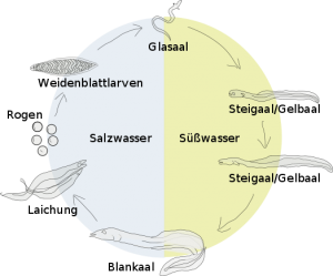 Lebenslauf des Aals (Salvor Gissurardottir, 2006)
